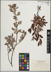 Foto von Salix lapponum L. x Salix myrtilloides L.